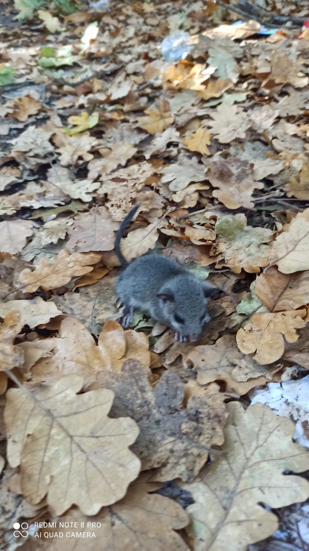 Toporagno?  No, giovane Ghiro (Glis glis)